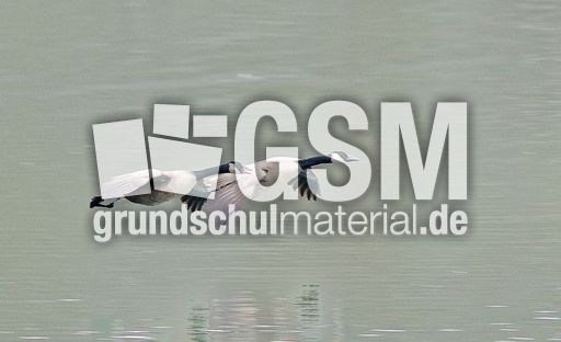 Kanadagans (10 von 15).jpg